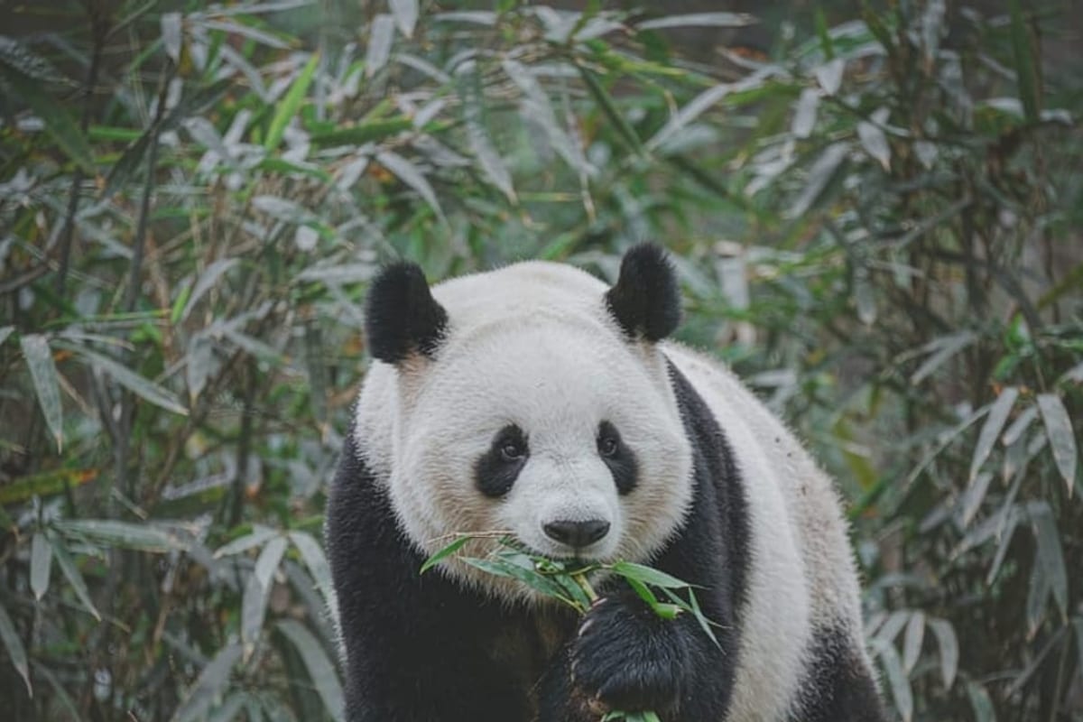 Panda gigante comendo bambu em base de pesquisa em Chengdu